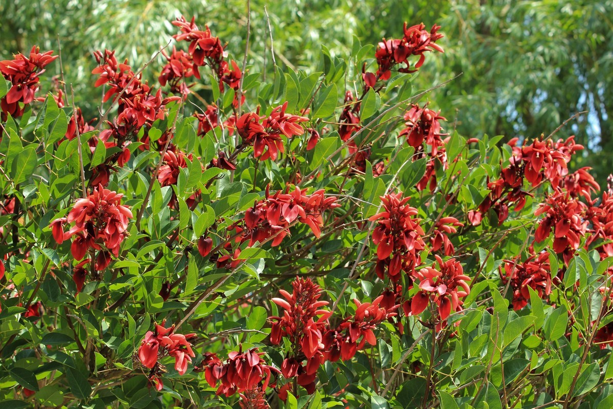 拍摄花卉一（609）