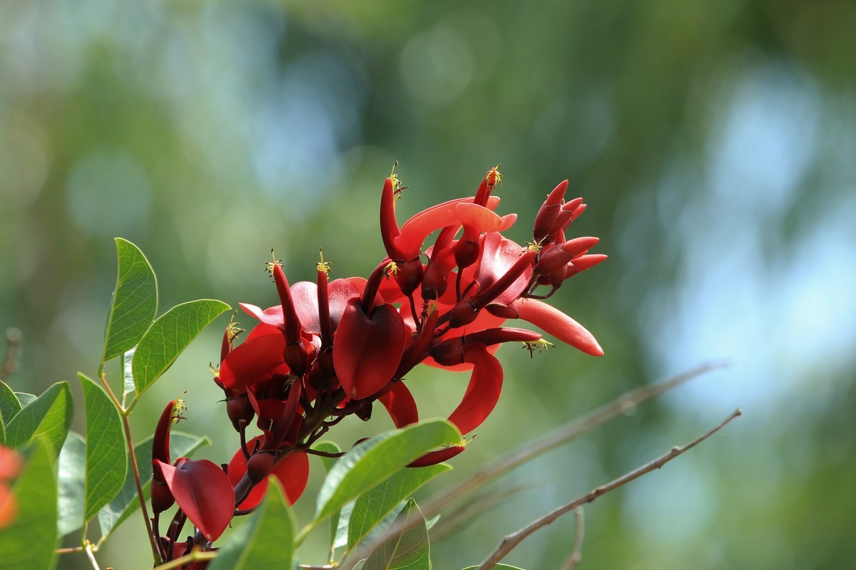 拍摄花卉一（609）