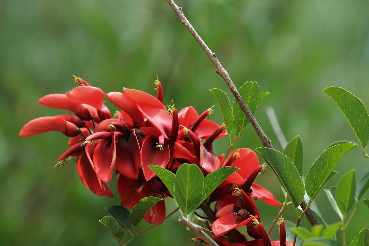 拍摄花卉一（609）