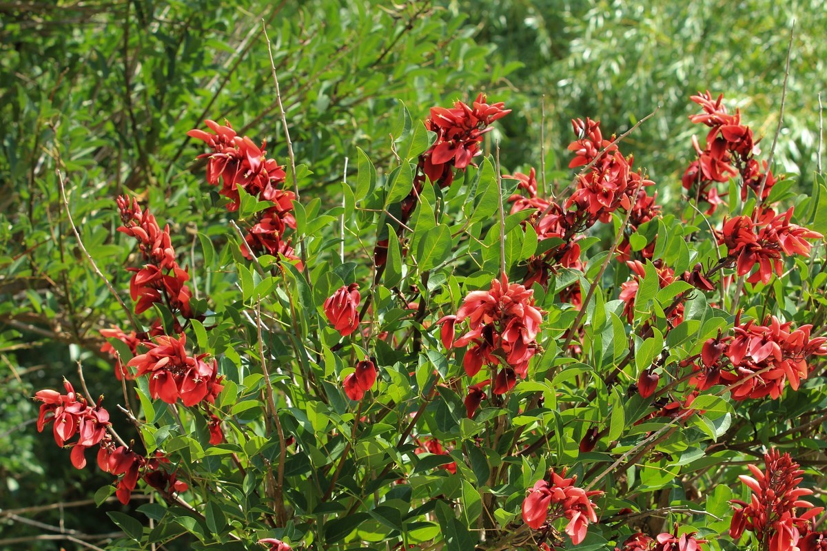 拍摄花卉一（609）