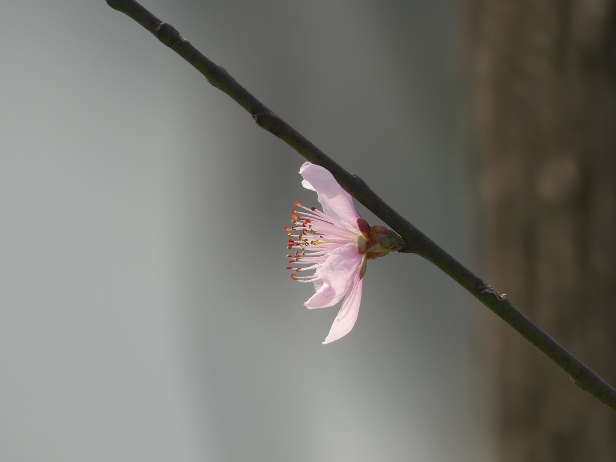 桃花