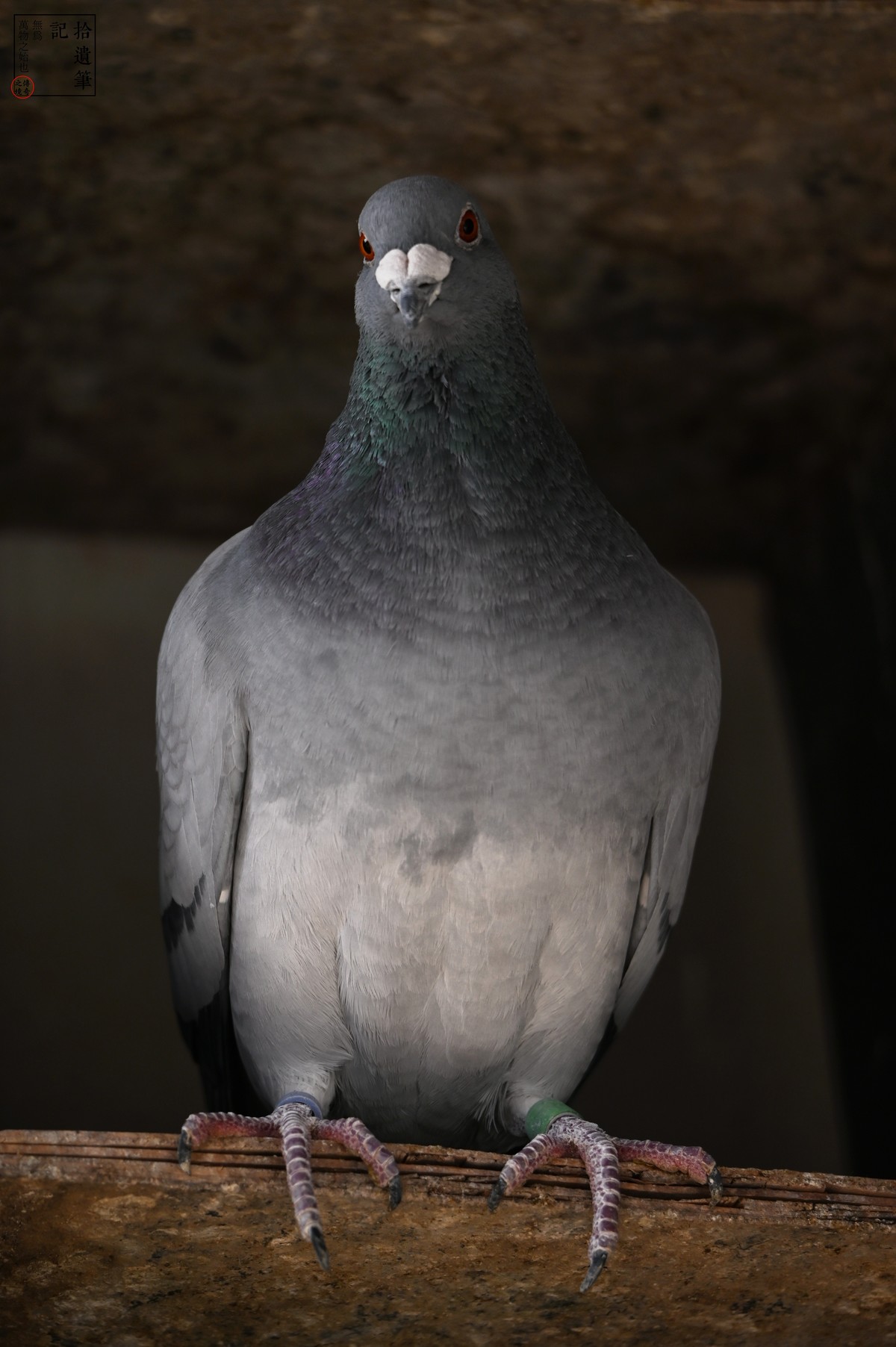 #2023不一样的春节#倦鸟归巢