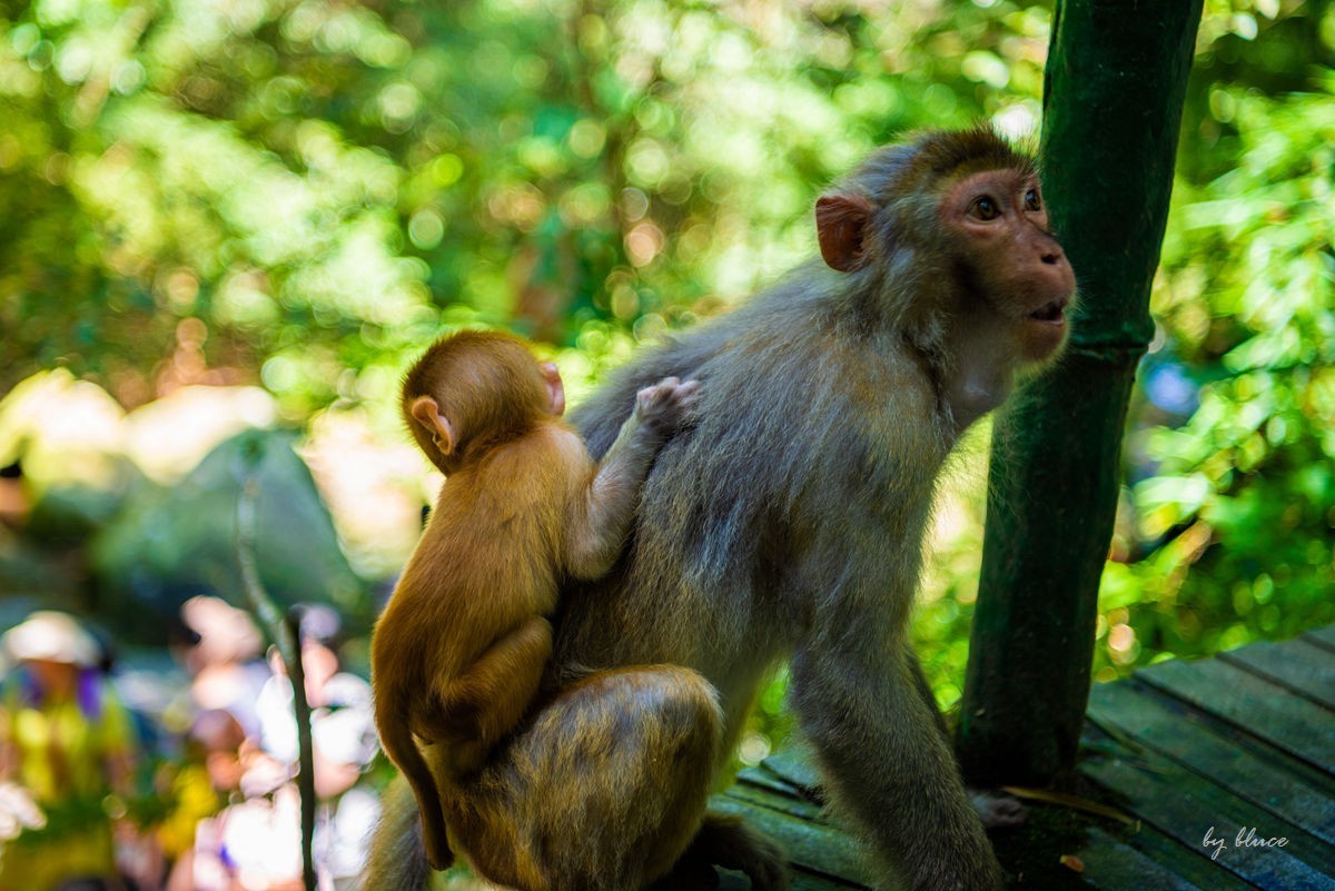 游庐山（22）————不友好的野猴子