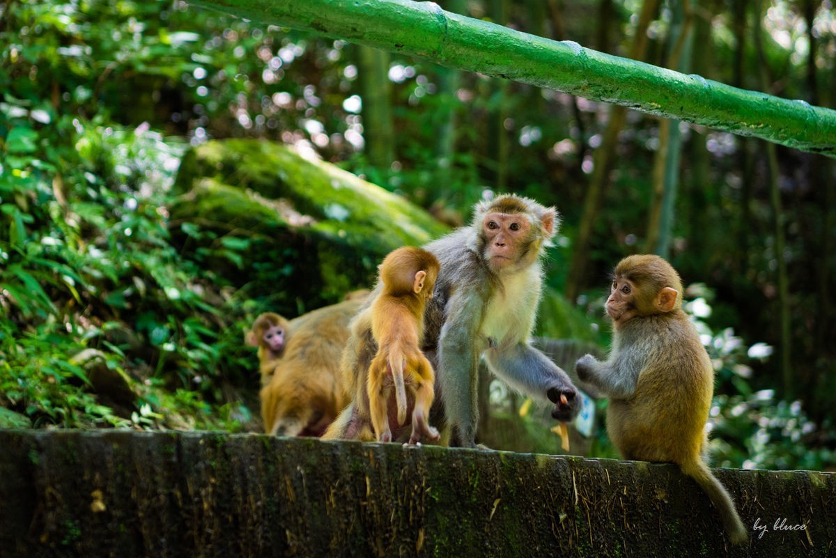 游庐山（22）————不友好的野猴子