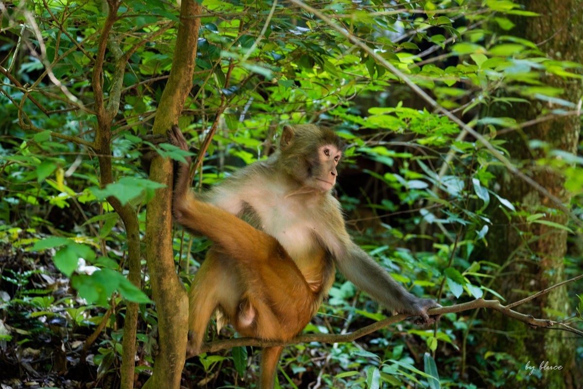 游庐山（22）————不友好的野猴子