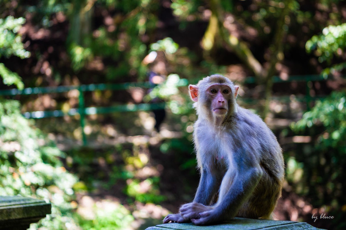 游庐山（22）————不友好的野猴子