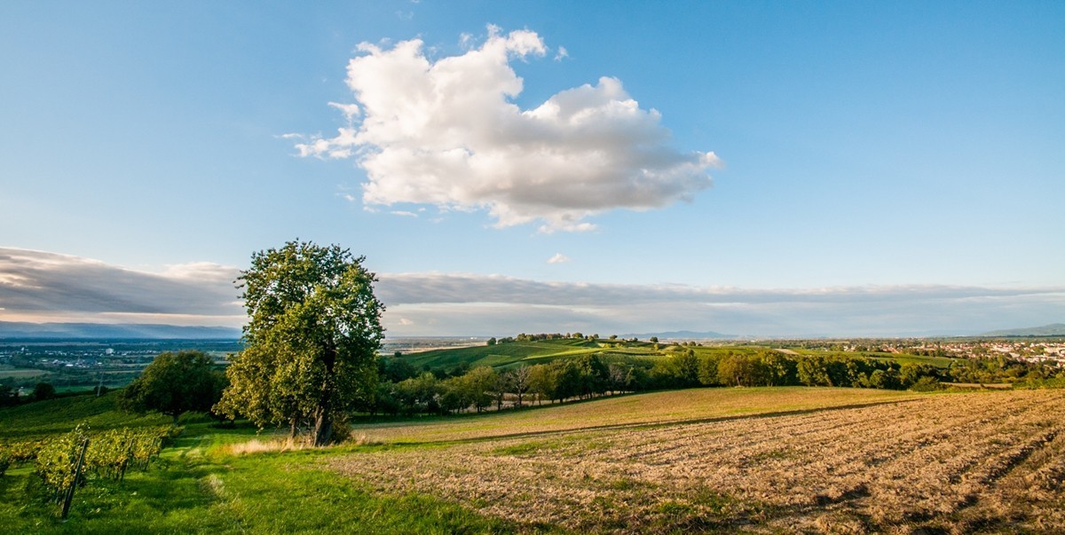 南德长夏之--田园风光