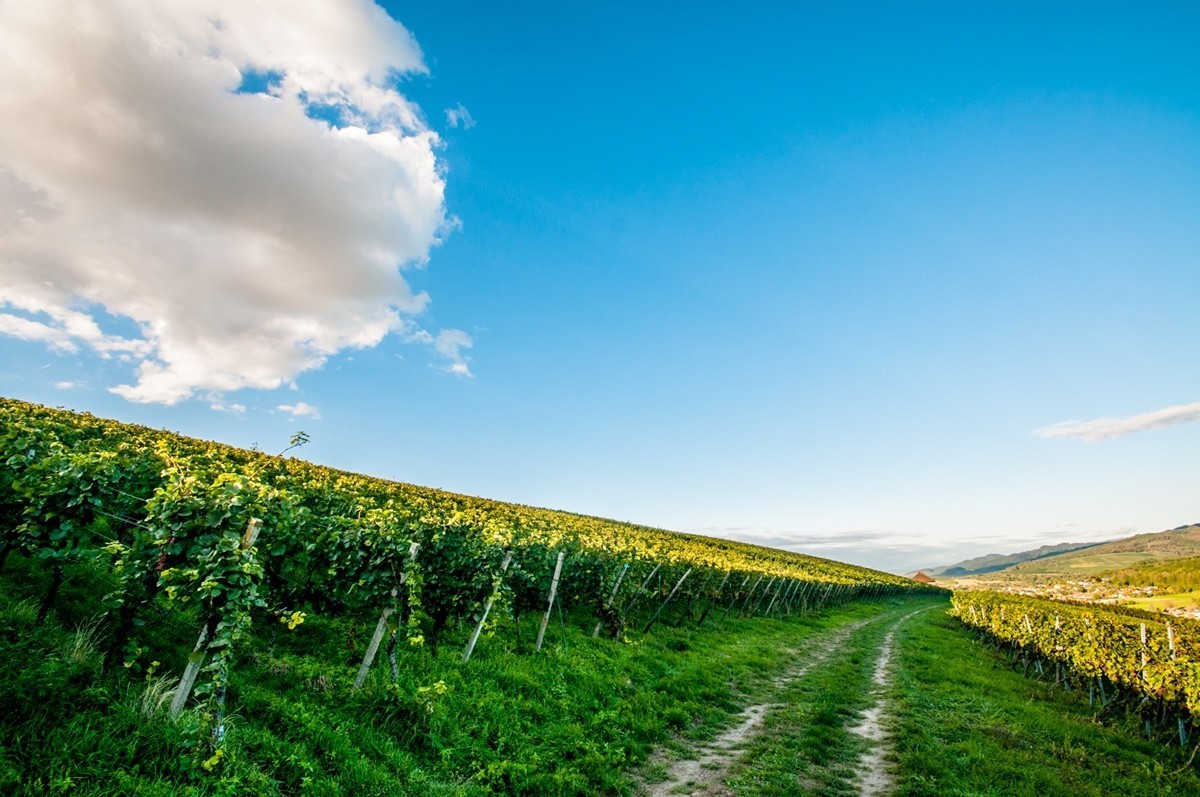 南德长夏之--田园风光