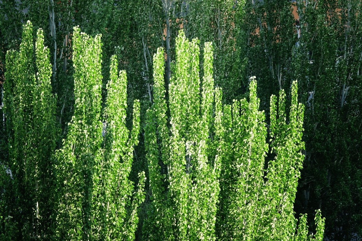 大美大爱RX10m3啊！