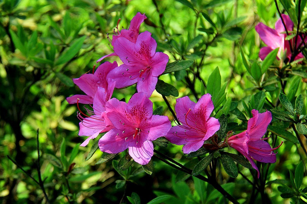 杜鹃花=11-中关村在线摄影论坛