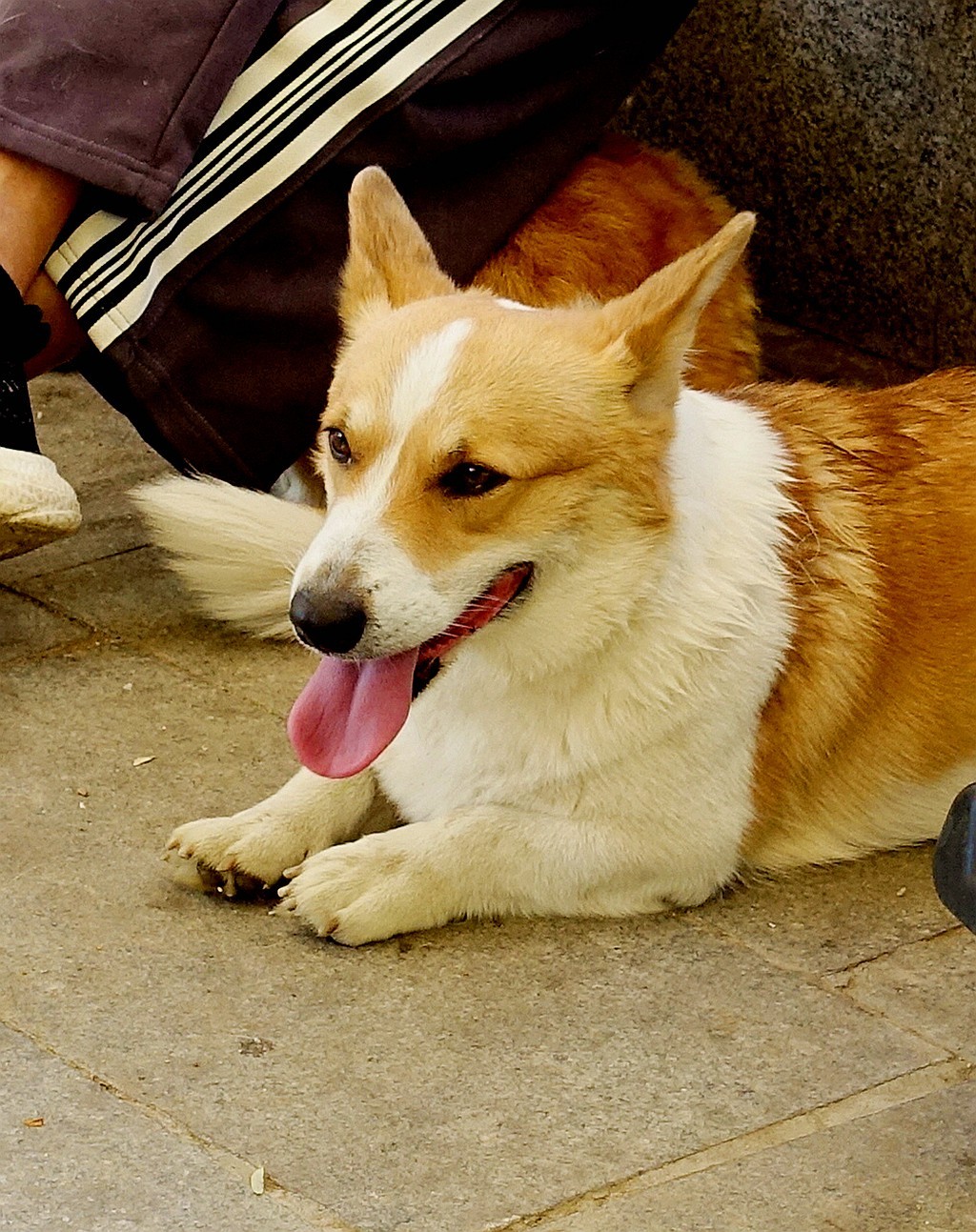 柯基犬黄宝儿
