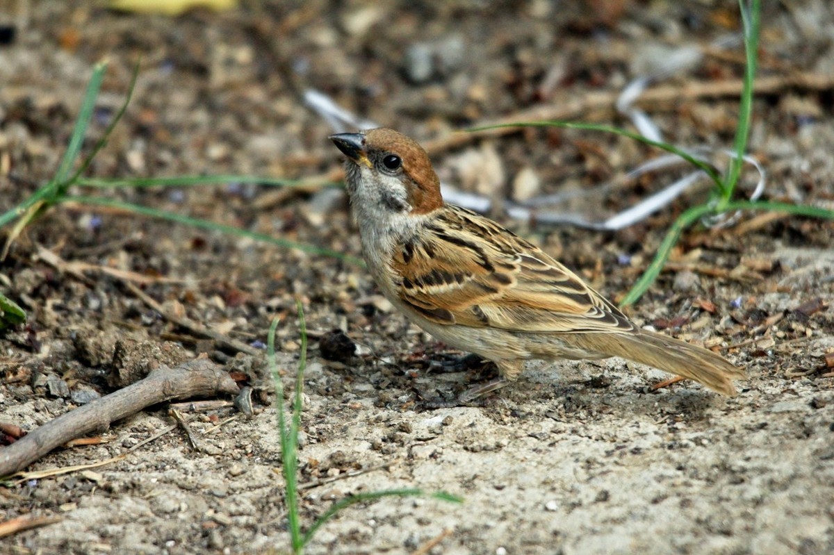 麻雀可以打吗 ChMkLGZs3dqIcNKjAATsx1eipxgAAfULgOYMCsABOzf914.jpg