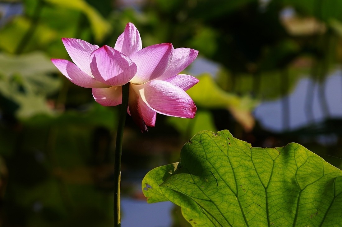 七月荷花（下）