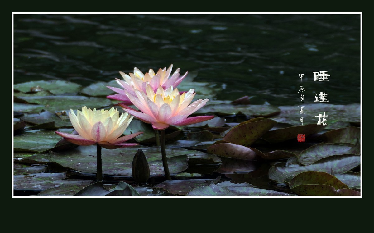 睡莲不睡惊艳荷塘，游鱼未游恋花争宠