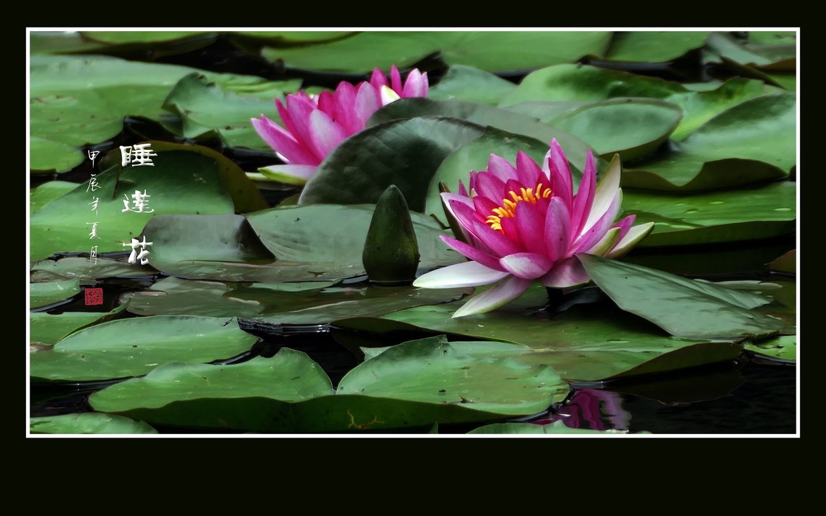 睡莲不睡惊艳荷塘，游鱼未游恋花争宠