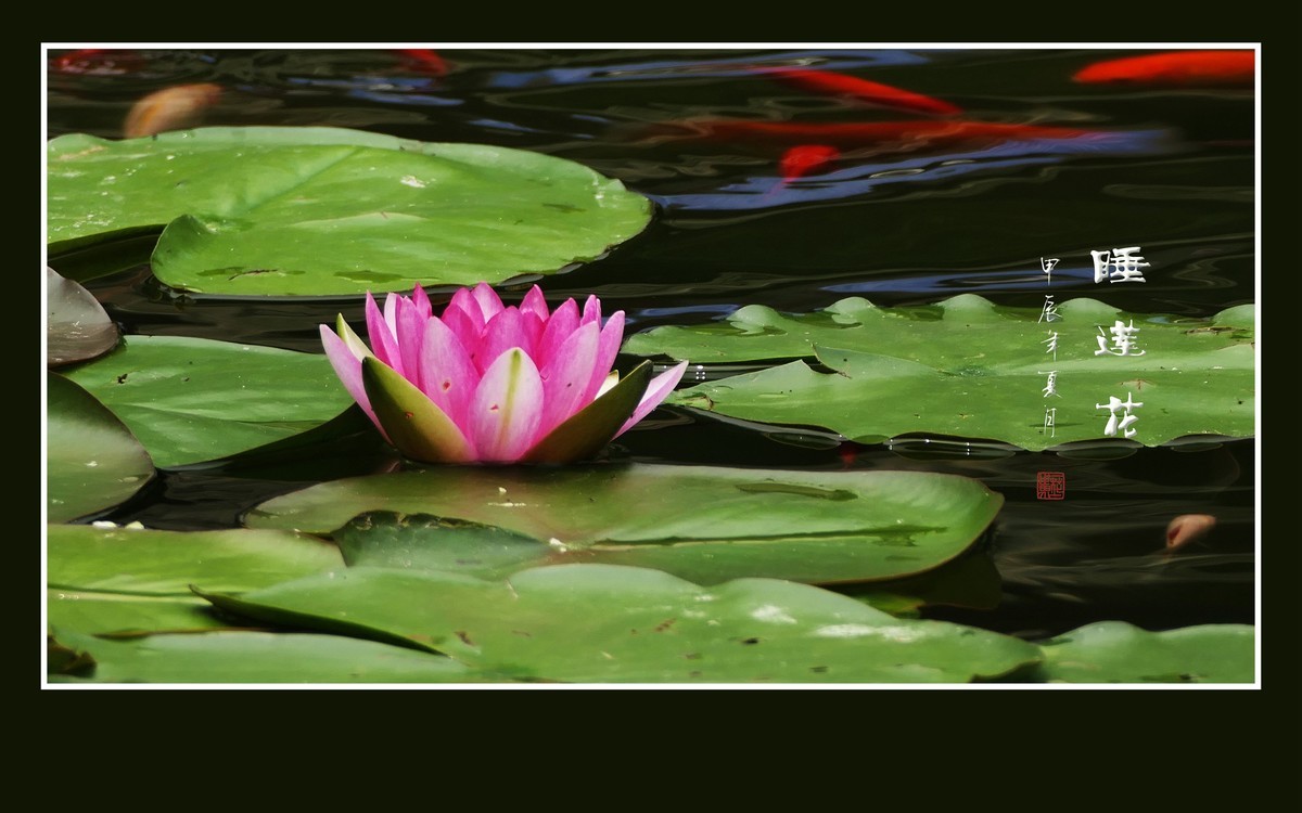 睡莲不睡惊艳荷塘，游鱼未游恋花争宠