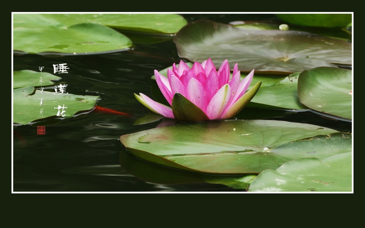 睡莲不睡惊艳荷塘，游鱼未游恋花争宠