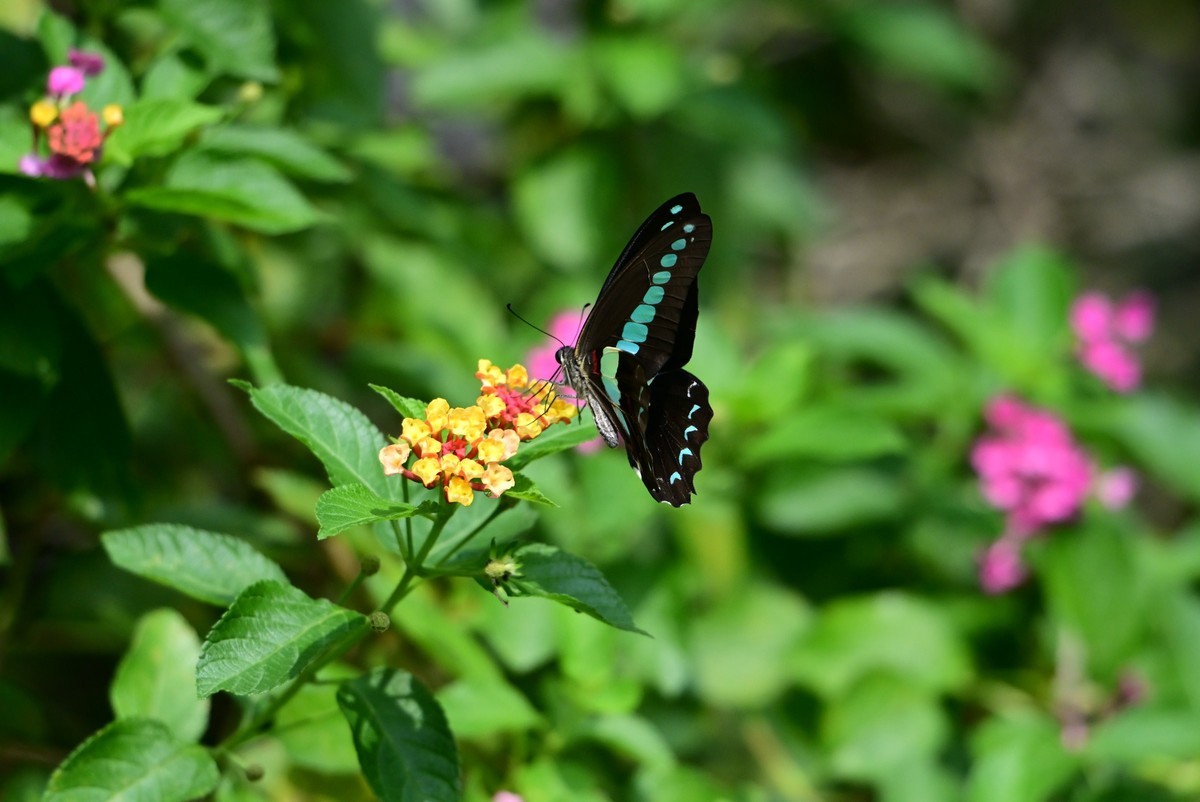 【生态摄影】木兰青凤蝶