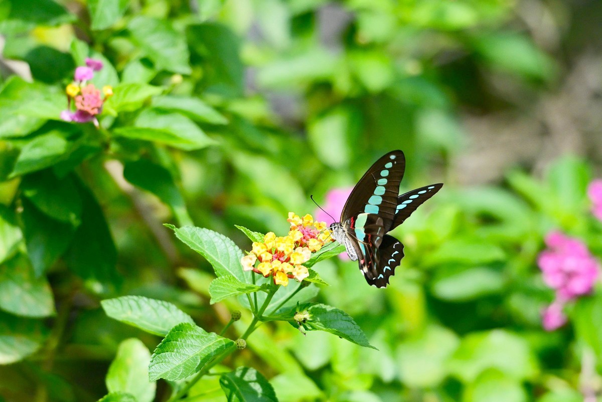 【生态摄影】木兰青凤蝶