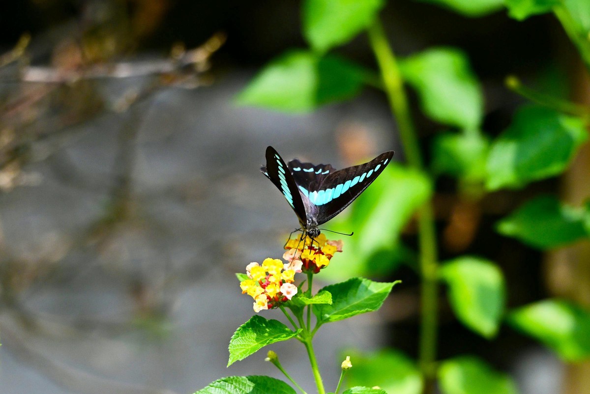 【生态摄影】木兰青凤蝶