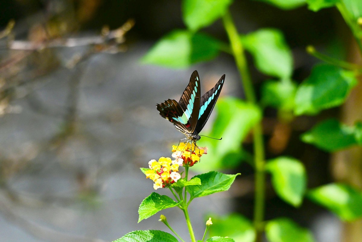 【生态摄影】木兰青凤蝶