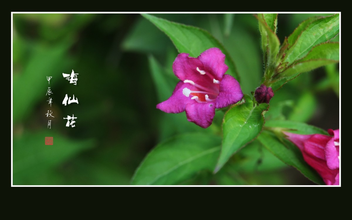 叶如碧玉花似火，海仙花开一朵朵