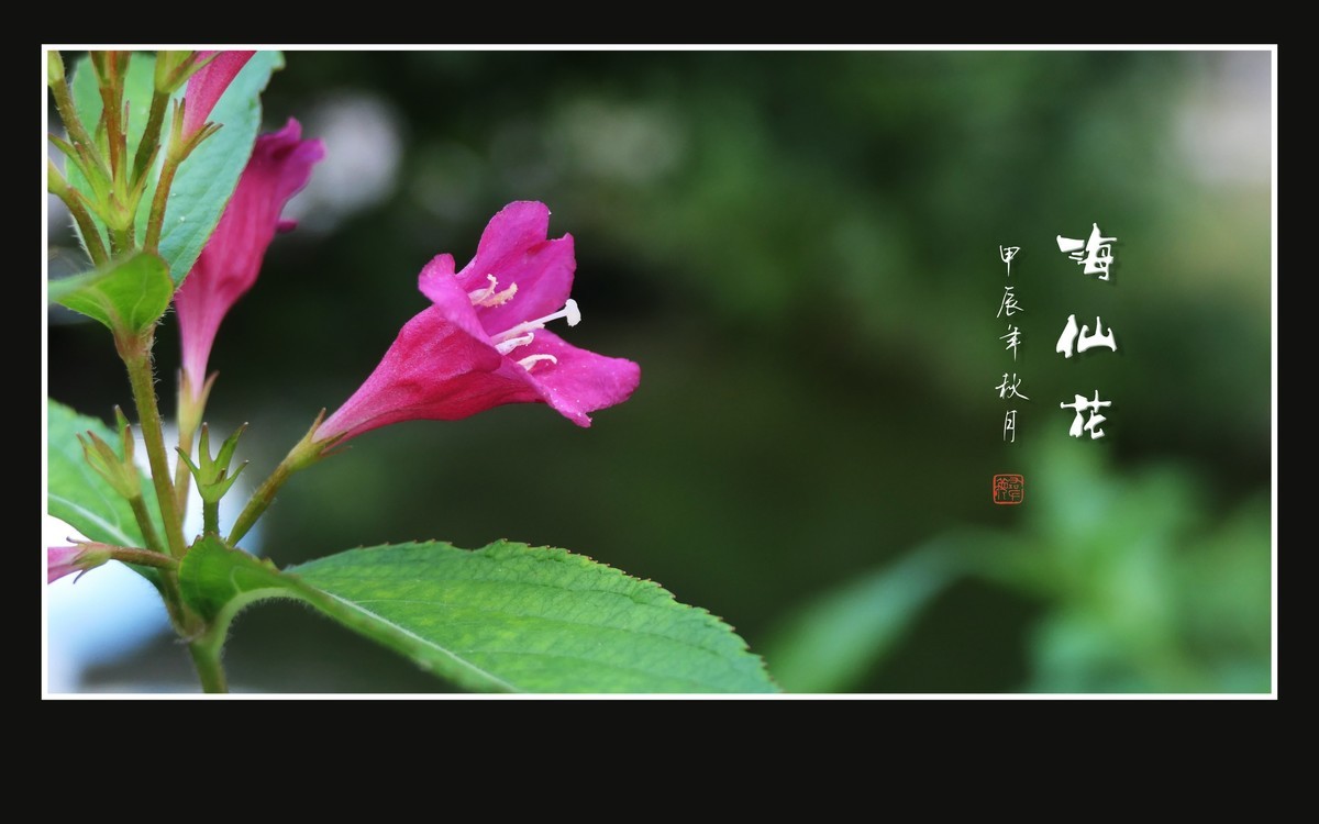 叶如碧玉花似火，海仙花开一朵朵