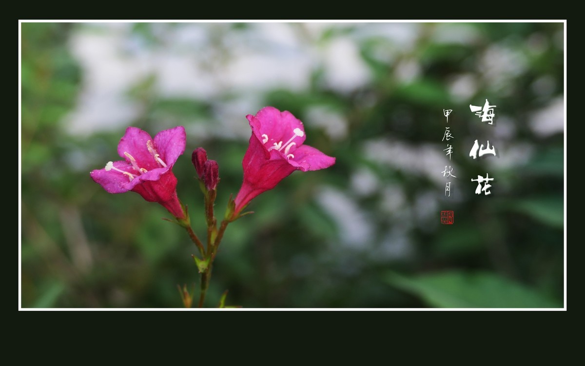 叶如碧玉花似火，海仙花开一朵朵
