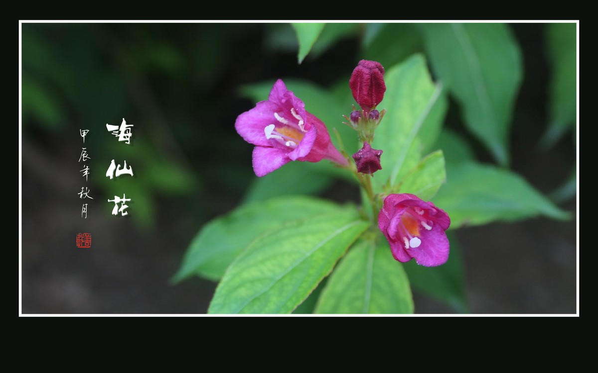 叶如碧玉花似火，海仙花开一朵朵