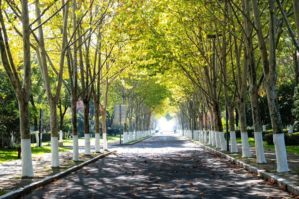 庐州印象（398）红色记忆