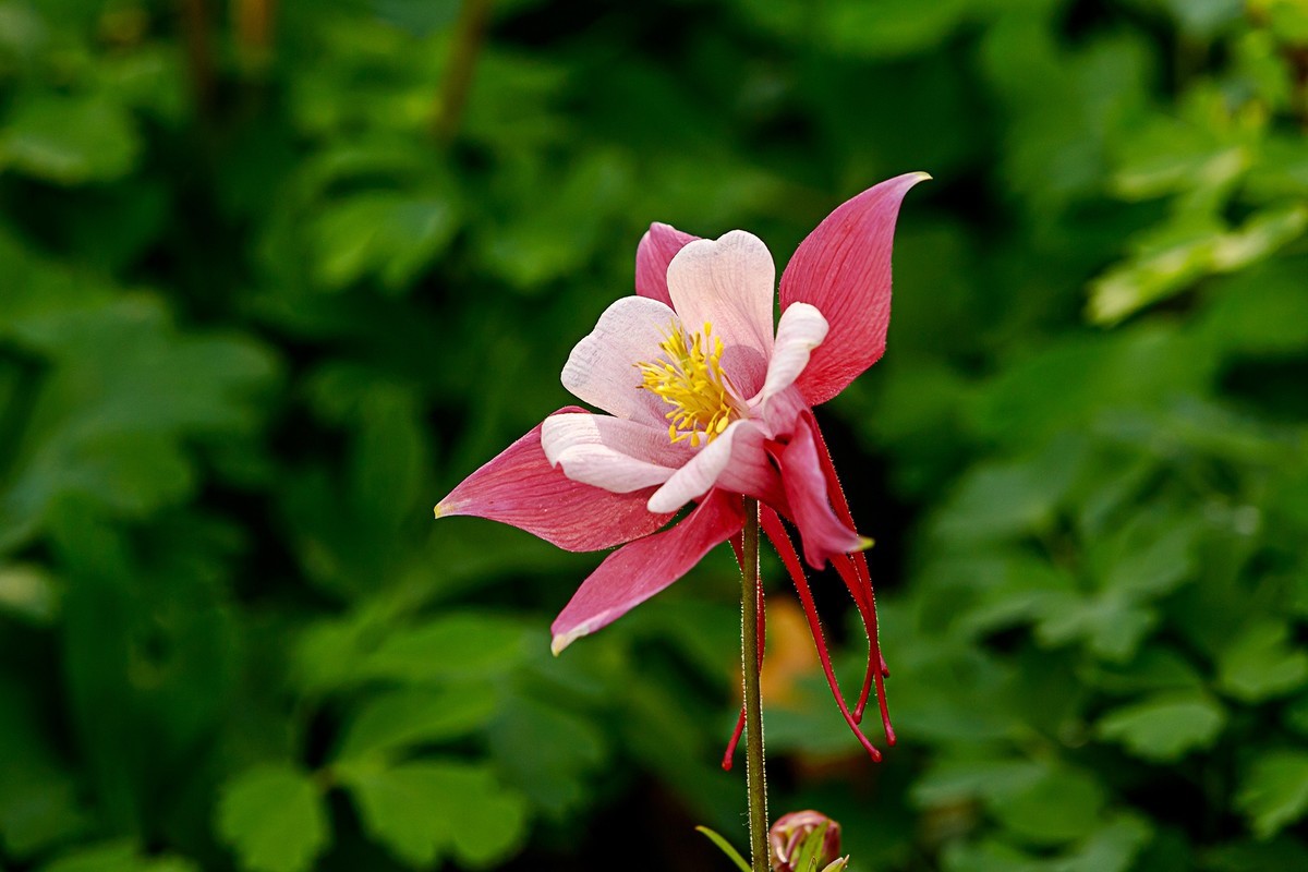 2022花城看花(12):耧斗花-中关村在线摄影论坛