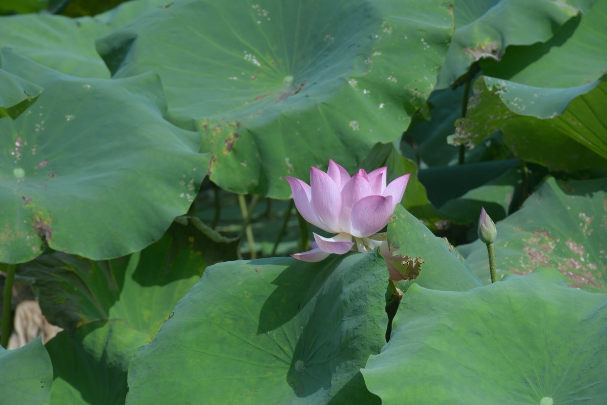 D7100荷花 原片不带任何后期 欢迎给予意见