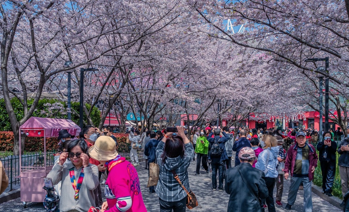 莫问花期 樱你而来