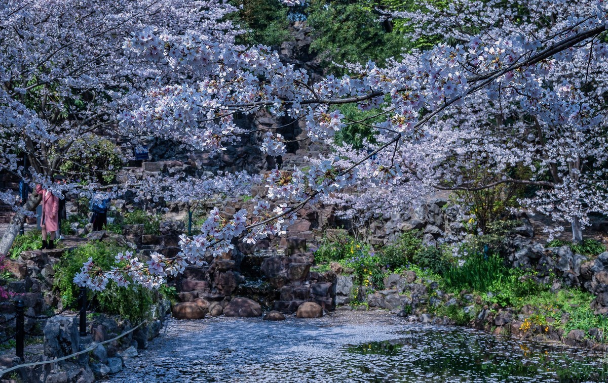 莫问花期 樱你而来