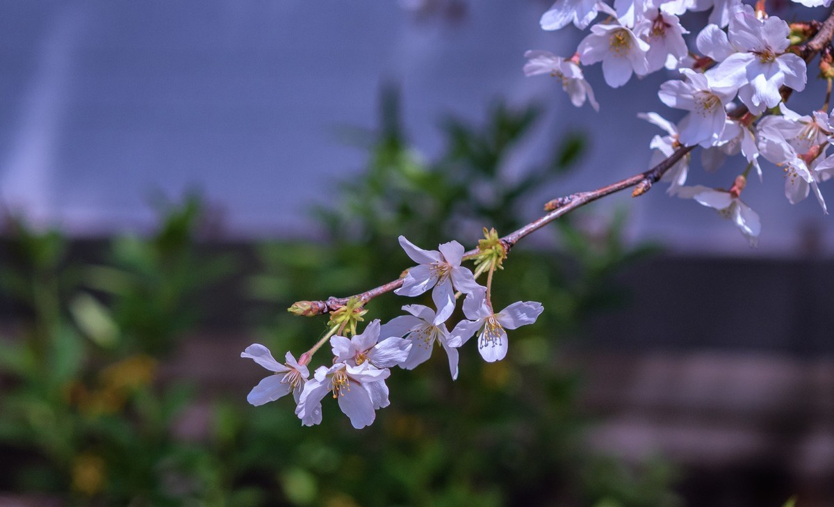 莫问花期 樱你而来