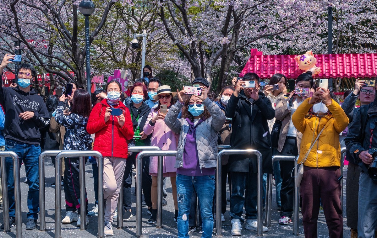 莫问花期 樱你而来