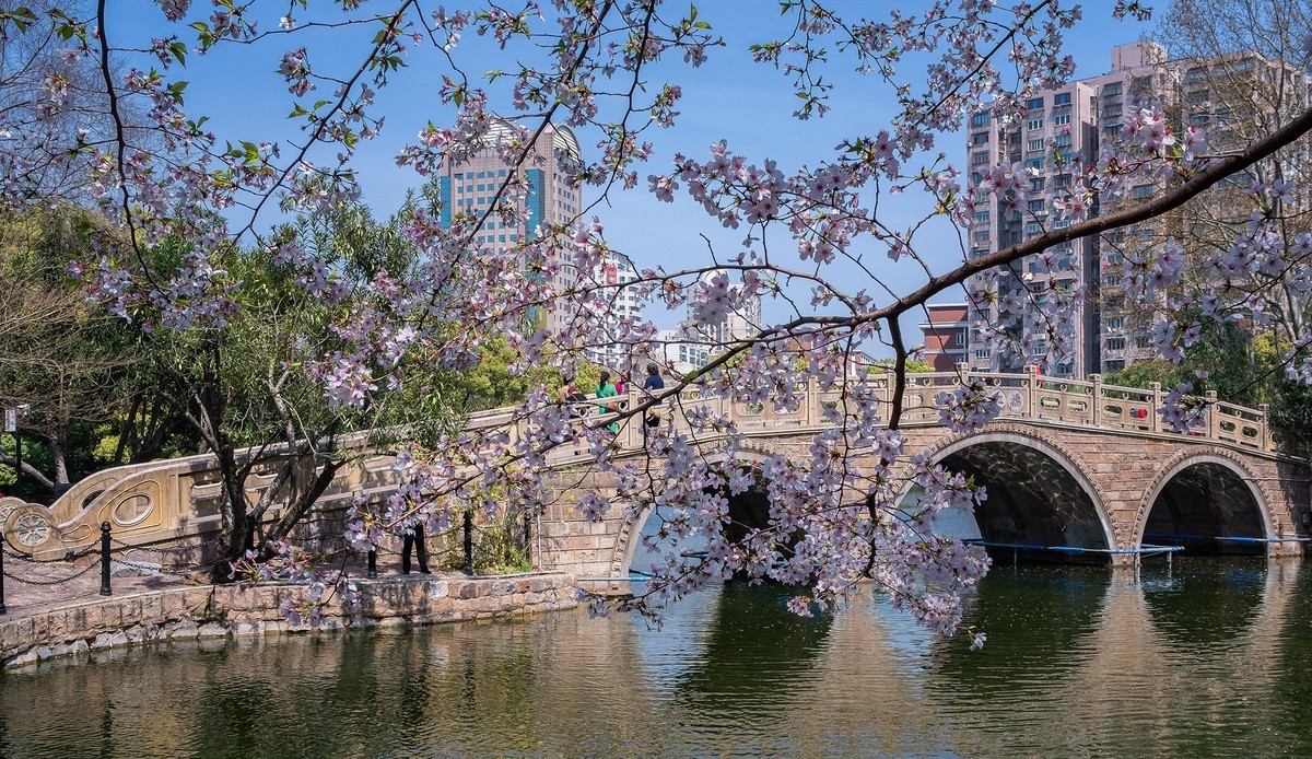 莫问花期 樱你而来