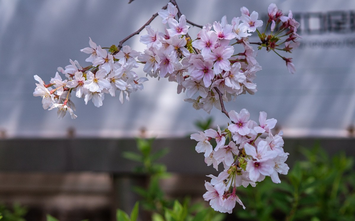 莫问花期 樱你而来