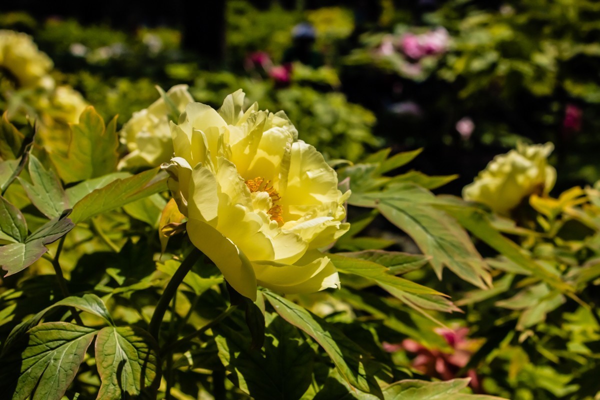 镜头里第1491号北京景山公园牡丹花展二