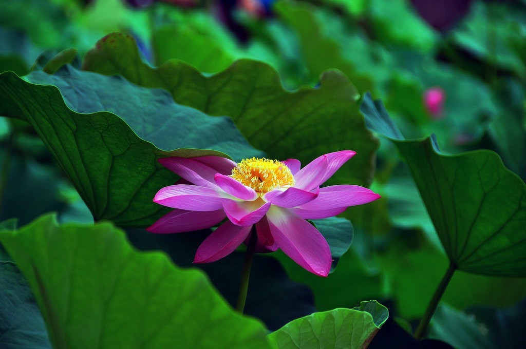 希望绿洲公园拍雨后荷花