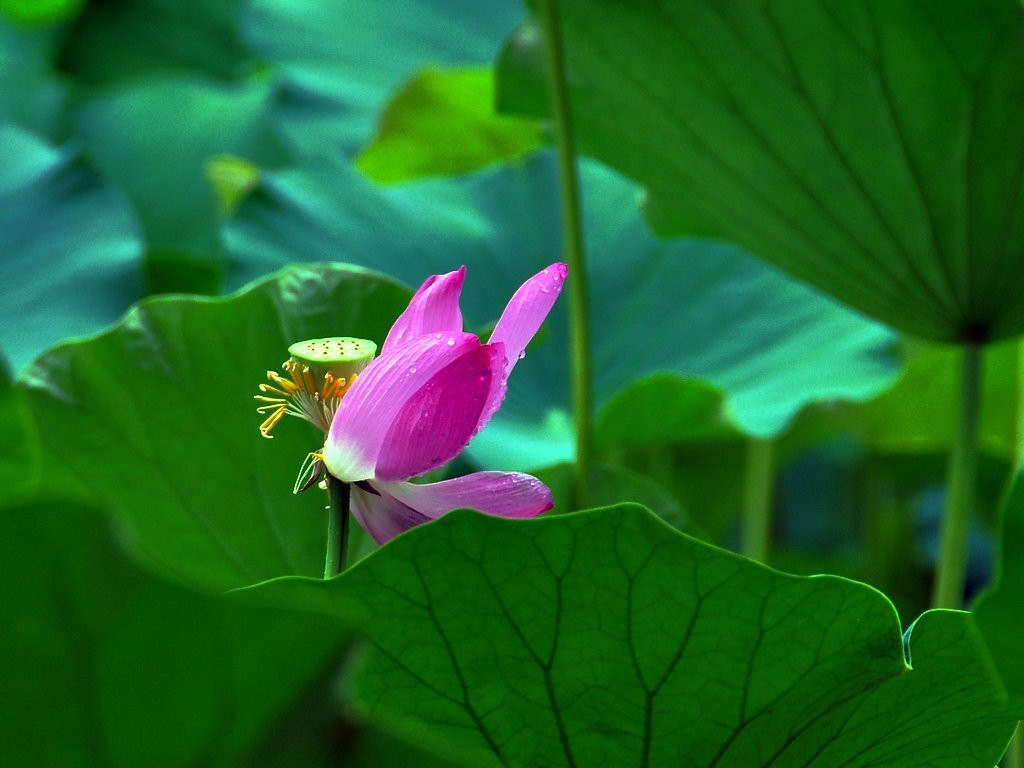 希望绿洲公园拍雨后荷花