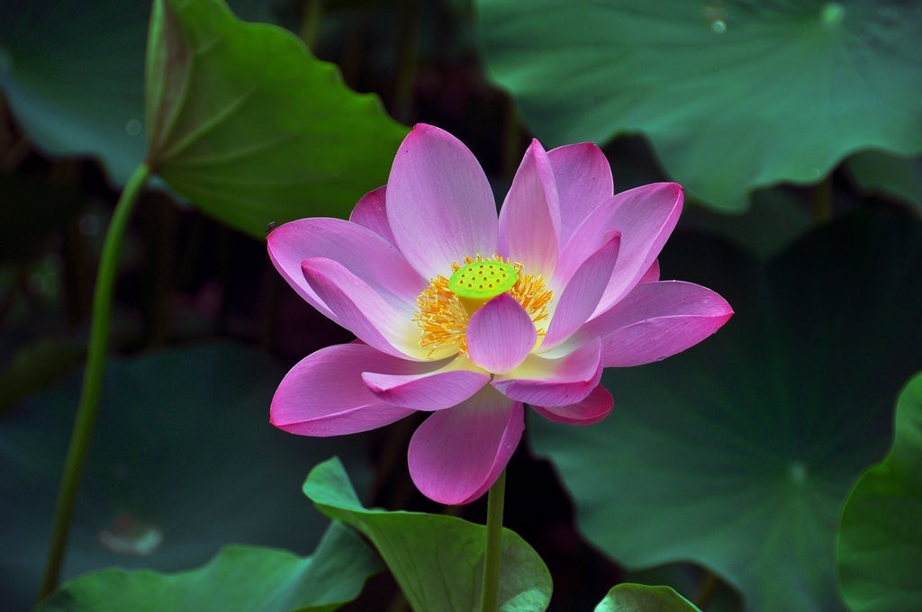 希望绿洲公园拍雨后荷花