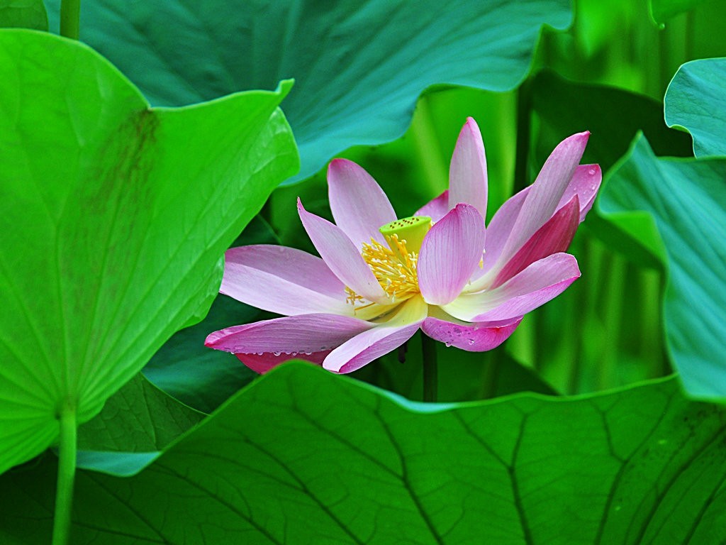 希望绿洲公园拍雨后荷花