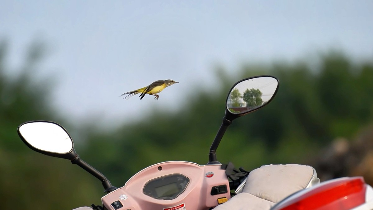 用腾龙一代70/180随拍小鸟