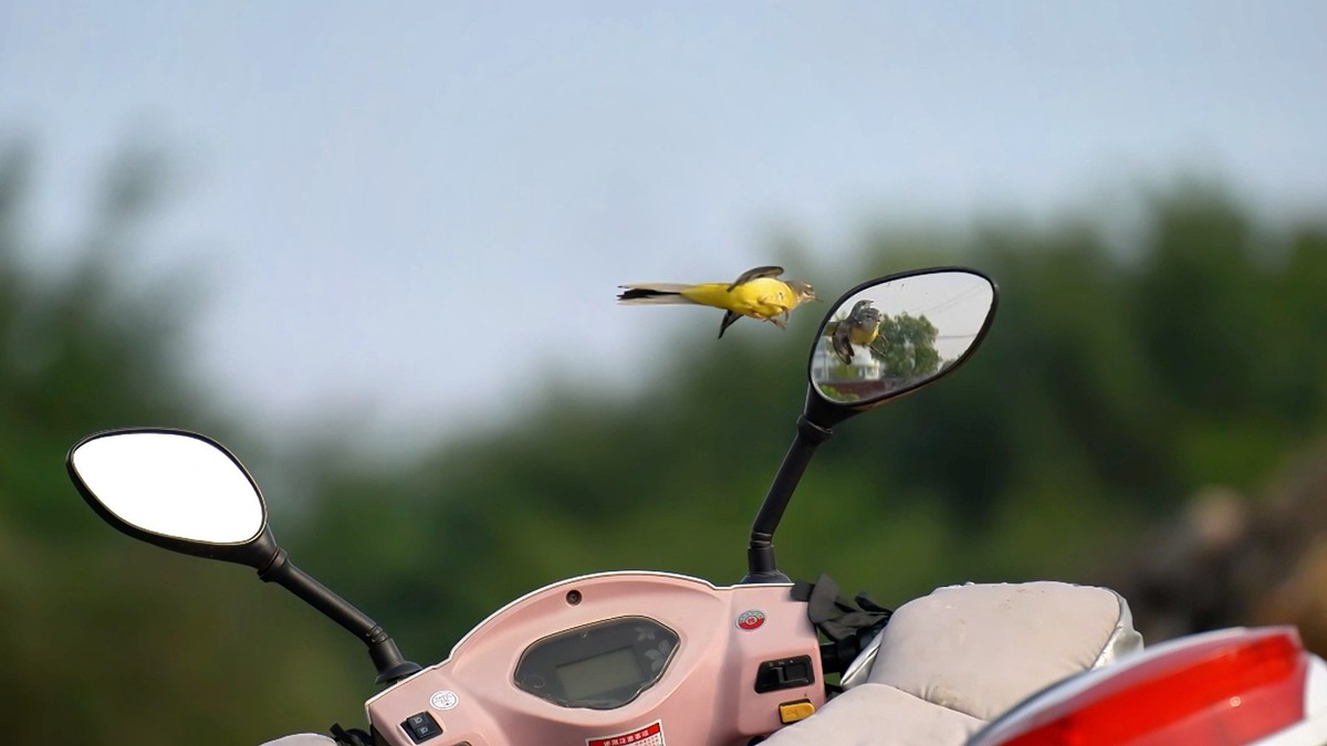 用腾龙一代70/180随拍小鸟