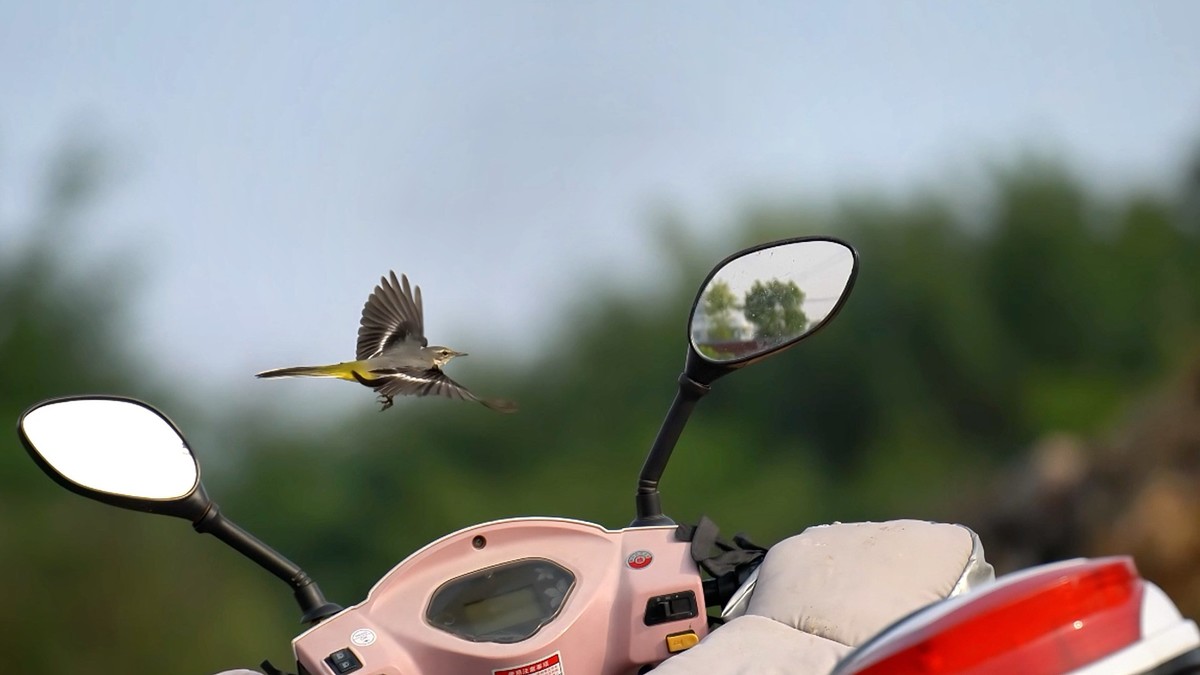 用腾龙一代70/180随拍小鸟