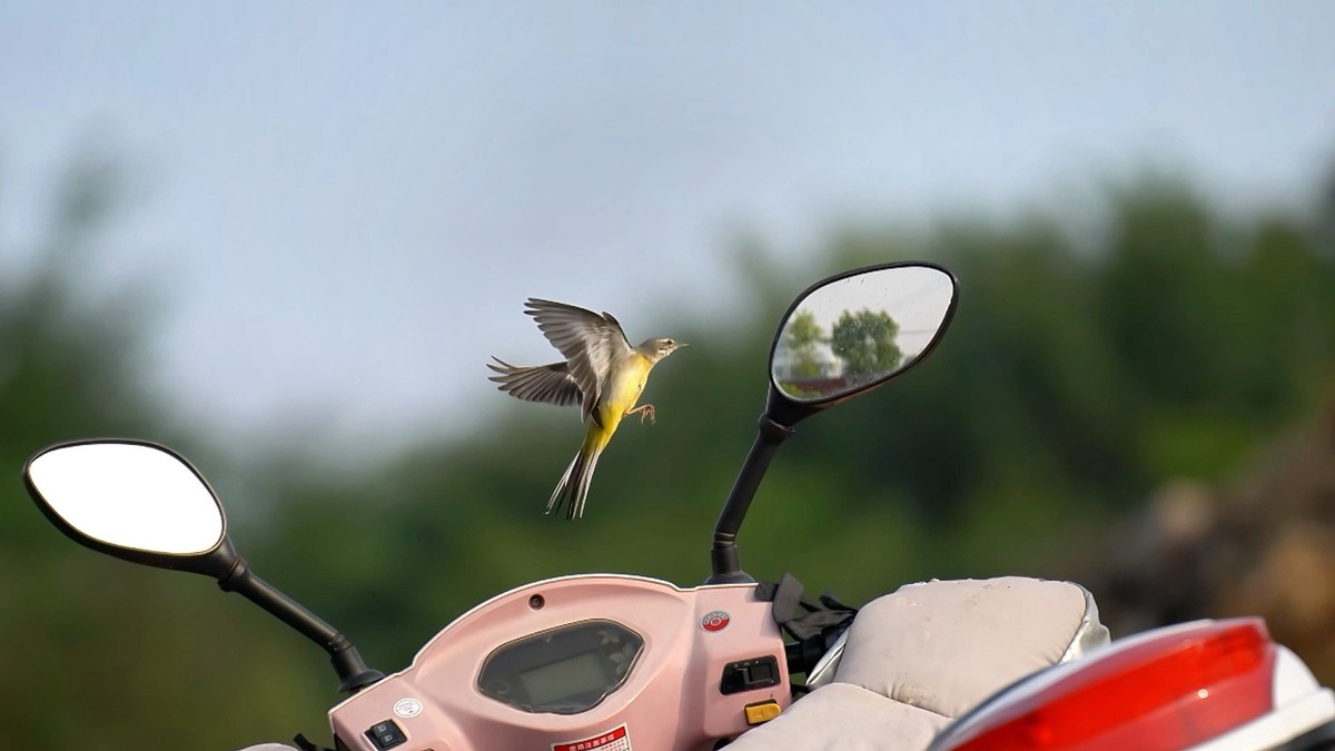 用腾龙一代70/180随拍小鸟