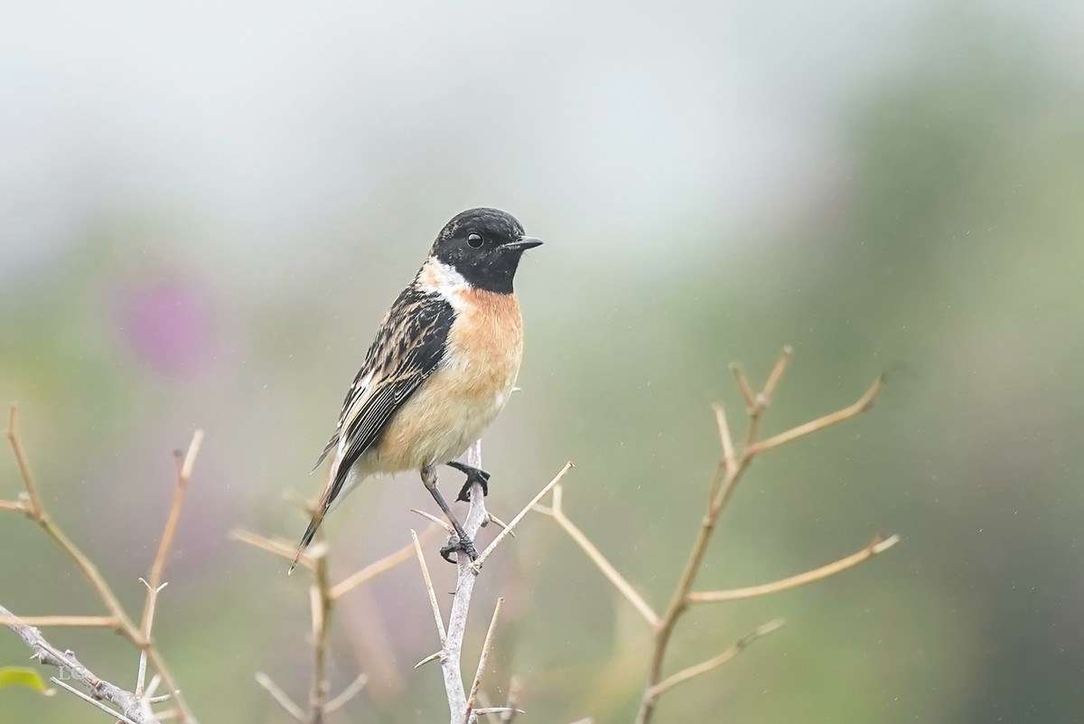 黑喉石鵖（ｂī）（公母）