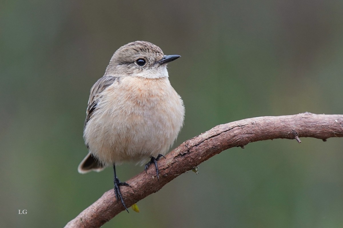 黑喉石鵖（ｂī）（公母）