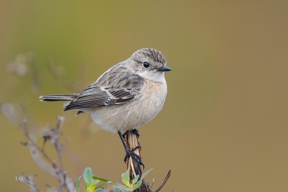 黑喉石鵖（ｂī）（公母）